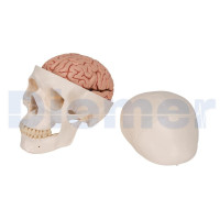 Craneo Anatomico con Cerebro 8 Partes 